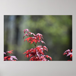 Póster Árbol de arce,