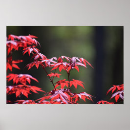 Póster Árbol de arce,