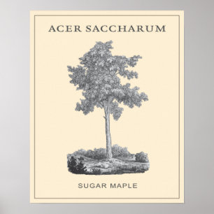 Póster Árbol de arce de azúcar con el ilustracion del