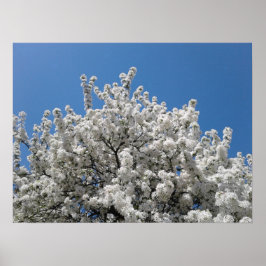 Póster Árbol de arce de nieve en flor