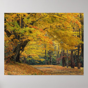 Póster Árbol de arce de otoño que domina la carretera nac