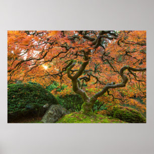 Póster Árbol de arce en los jardines japoneses en otoño