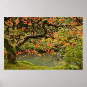 Póster Árbol de arce en poste japonés del jardín de