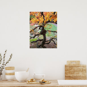 Póster Arbol de arce japonés torcido de otoño