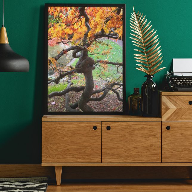 Póster Arbol de arce japonés torcido de otoño (In Situ Framed)