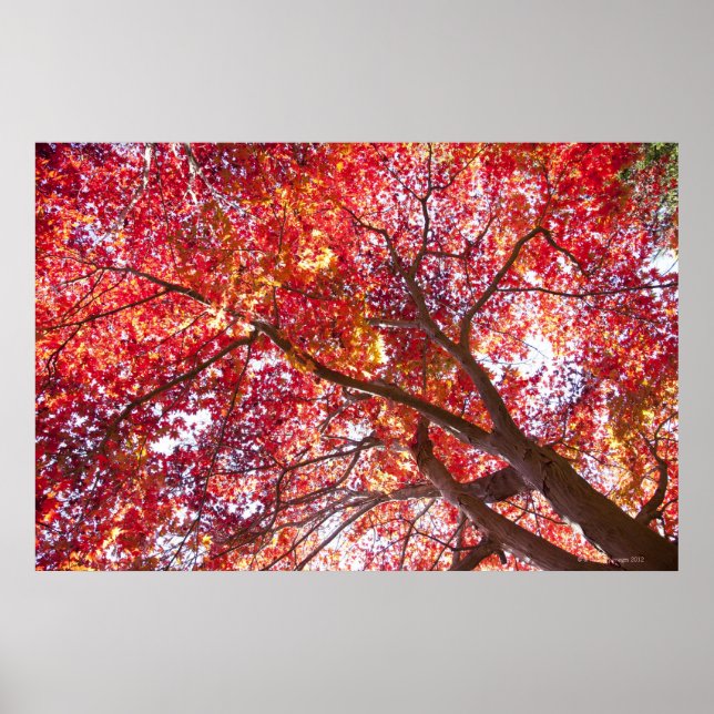 Póster Árbol de arce rojo (Frente)
