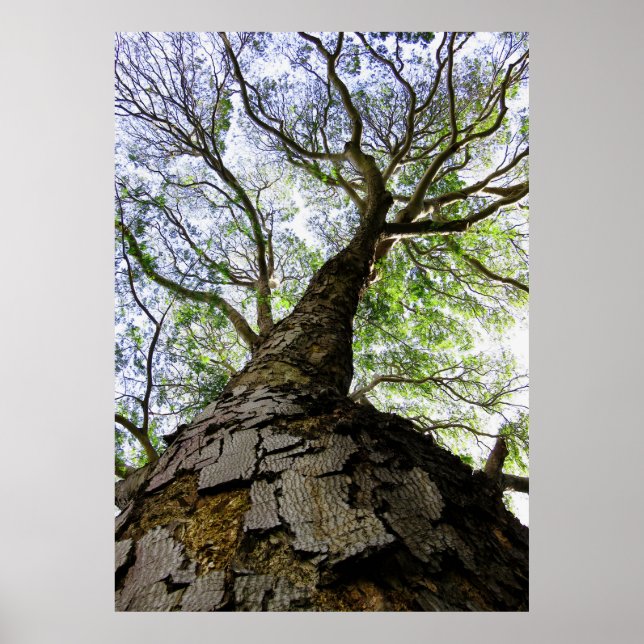 Póster Árbol de auriculares (Frente)