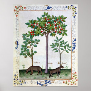 Póster Árbol de avellanas y cerezo