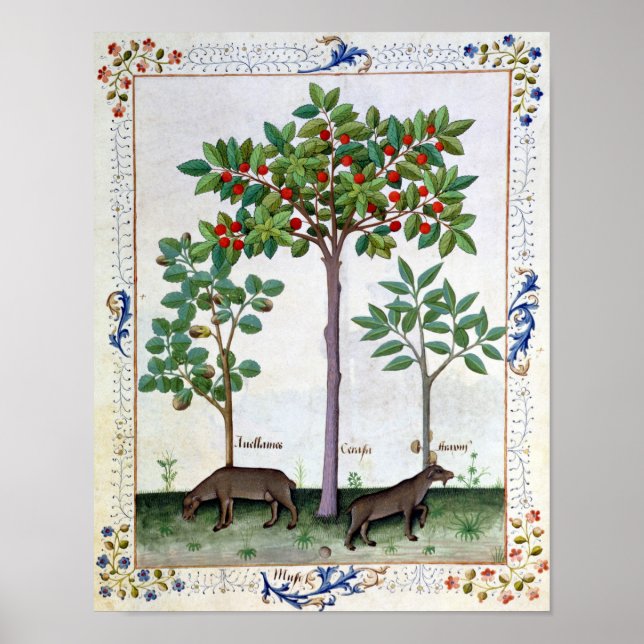 Póster Árbol de avellanas y cerezo (Frente)