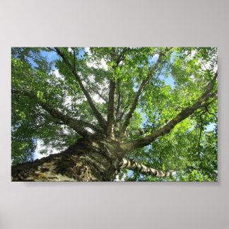 Póster Árbol de aves de Suecia.