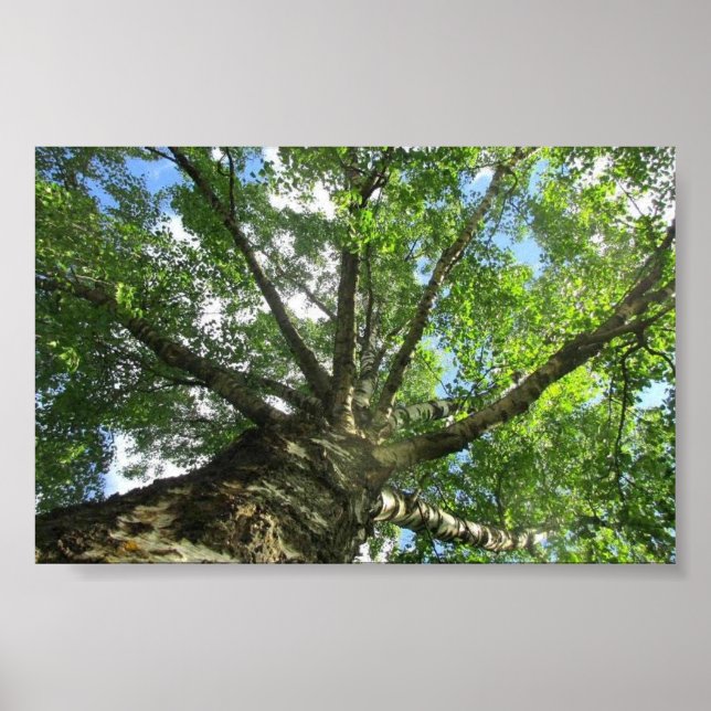 Póster Árbol de aves de Suecia. (Frente)