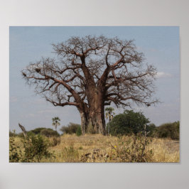 Póster Árbol de Baobab de África