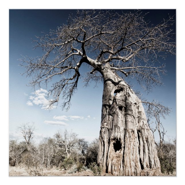Póster Árbol de baobab en el Parque Nacional de las Pisci (Anverso)