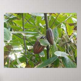 Póster Árbol de cacao