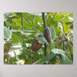 Póster Árbol de cacao