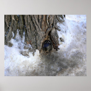 Póster Árbol de canonbol, Ciudad Vieja de Quebec, Quebec,