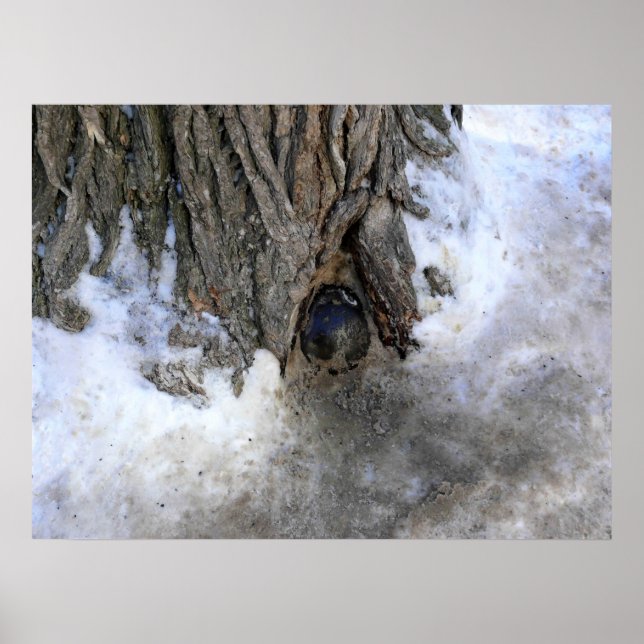 Póster Árbol de canonbol, Ciudad Vieja de Quebec, Quebec, (Frente)