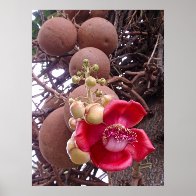 Póster Árbol de canonesas (Frente)