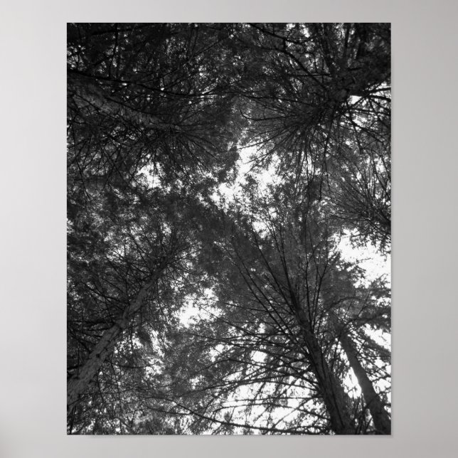 Póster Árbol de cedro Poster natural blanco y negro (Frente)