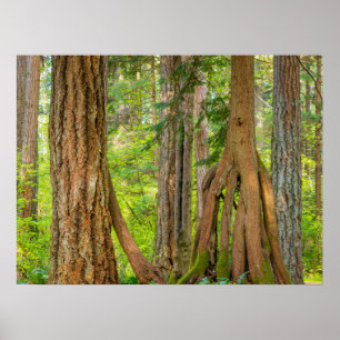 Póster Árbol de Cedro Rojo Occidental   Estado de Washing