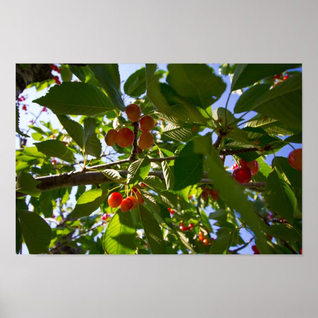 Póster Árbol de cerezas, Michigan (Frente)