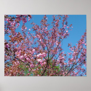 Póster árbol de cerezo floreciente en el cielo azul
