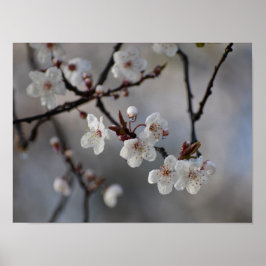 Póster Árbol de cerezo florido