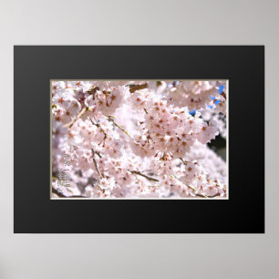 Póster Árbol de cerezo llorón ("Nara Ichiban-Zakura")