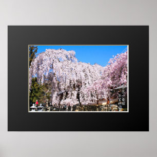 Póster Árbol de cerezo llorón ("Nara Ichiban-Zakura")