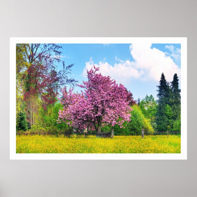 Póster Árbol De Cerezo Púrpura En Campo De Flor Amarilla (Frente)