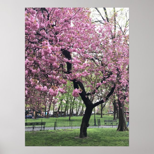 Póster Árbol de cerezo rosa bonito NYC Nueva York (Frente)