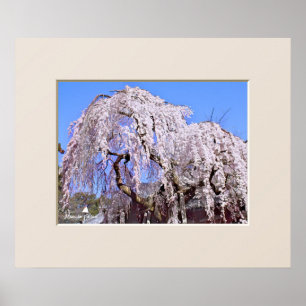 Póster Árbol de cerezos llorosos: santuario de Himuro