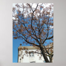 Árbol de Chinaberry en Lisboa