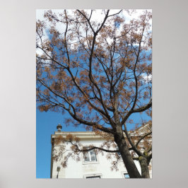 Póster Árbol de Chinaberry en Lisboa