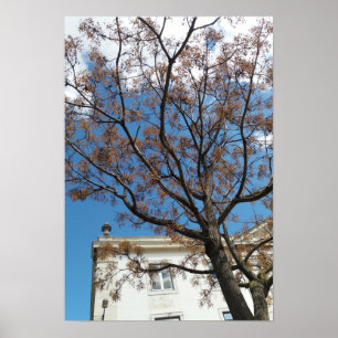 Póster Árbol de Chinaberry en Lisboa