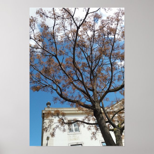 Póster Árbol de Chinaberry en Lisboa (Frente)