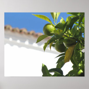 Póster Árbol de cítricos con fruta madura