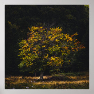 Póster Árbol de colores otoñales