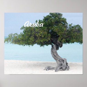Póster Árbol de Divi Divi