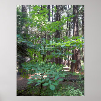 Póster Árbol de dogwood