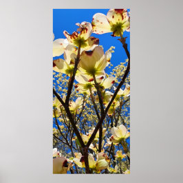 Póster Árbol de dogwood