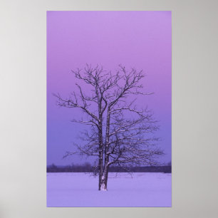 Póster Árbol de dos troncos al amanecer; Condado de Chipp