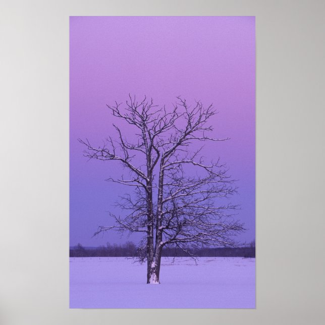 Póster Árbol de dos troncos al amanecer; Condado de Chipp (Frente)