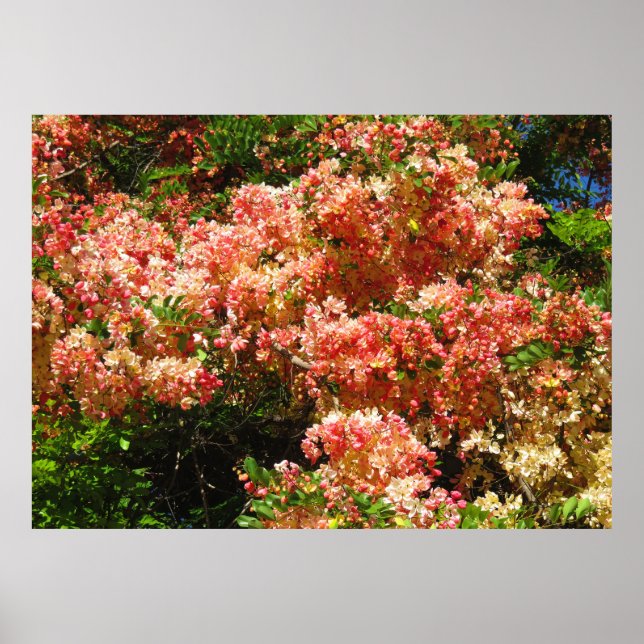 Póster Árbol de ducha arco iris (Frente)