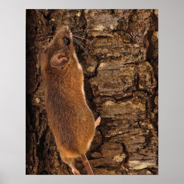 Póster Árbol de escalado del ratón (Frente)