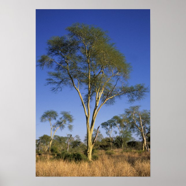 Póster Árbol de Fiebre (Acacia Xanthophloea), Punda Maria (Frente)