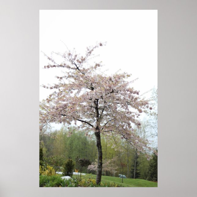 Póster árbol de flores de cerezo en la lluvia (Frente)