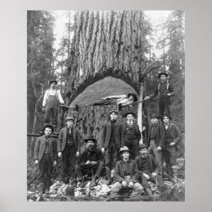 Póster Árbol de flores gigante listo para caer, 1902