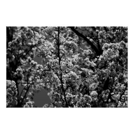 Póster Árbol de flores monocromo negro y blanco