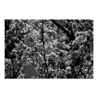 Póster Árbol de flores monocromo negro y blanco